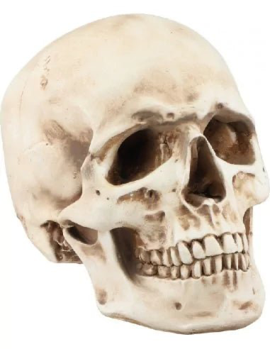 Crâne Maçonnique (Résine)